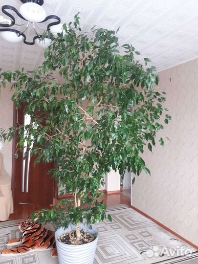 Фикус бенджамина