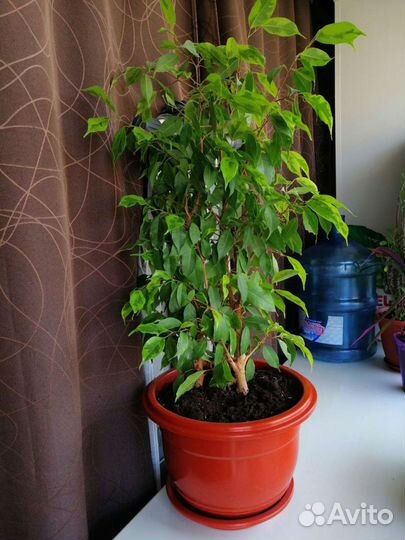 Фикус Бенджамина