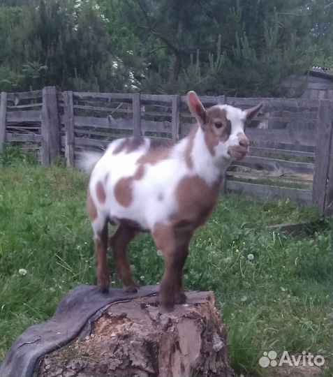 Козлик камеруно-нигерийский