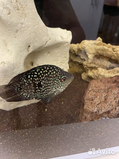 Малавийские цихлиды