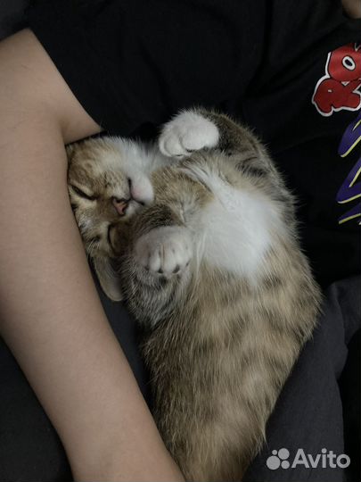 Кошки в добрые руки