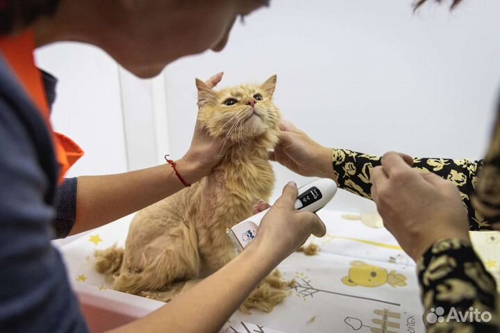 Стрижка собак и кошек