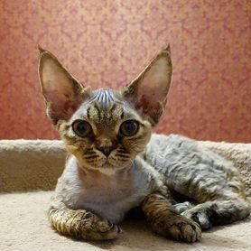 Девон-рекс кошка