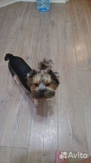 Йорк девочка ищет мальчика