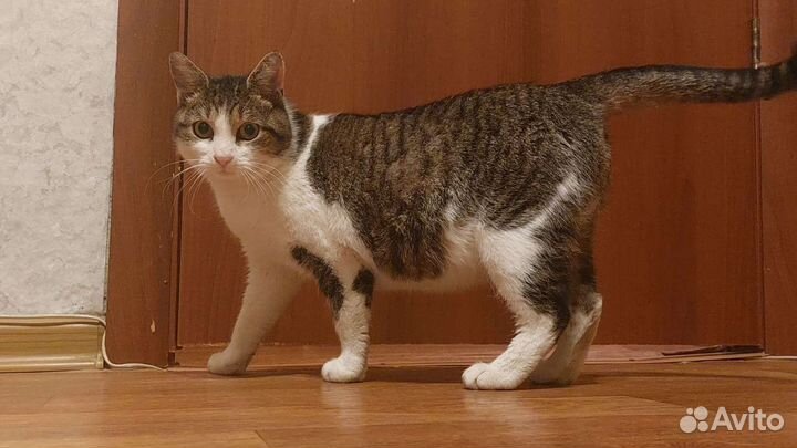 Кошка ищет дом