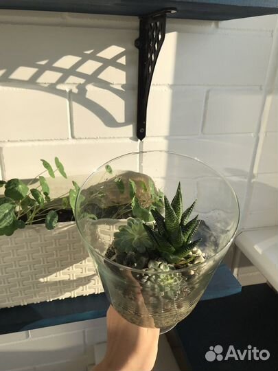Флорариум(композиция) суккуленты