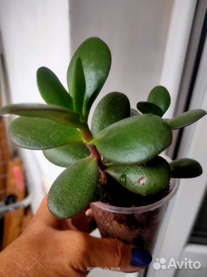 Толстянка крассула (Денежное дерево)