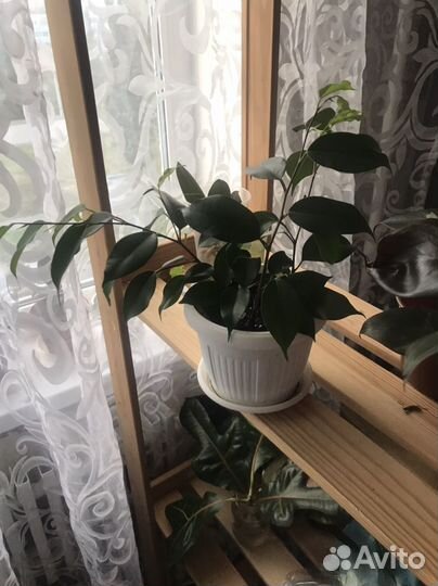 Фикусы Мелани, Абиджан, разные виды бенджаминовых