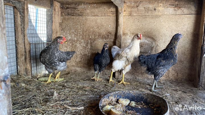 Петух, куры несушки, цыплята 3 месяца