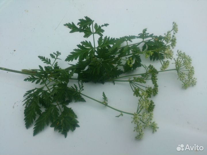 Болиголов пятнистый семена