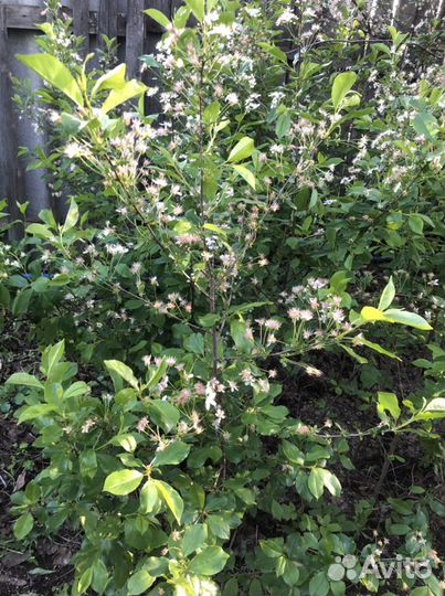 Саженцы вишни трёхлетней