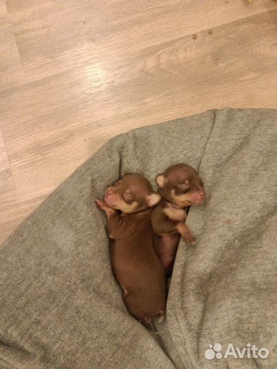 Щенки той-терьера