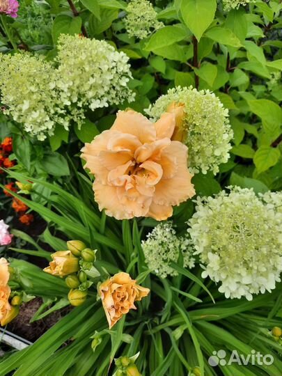 Декоративные многолетники