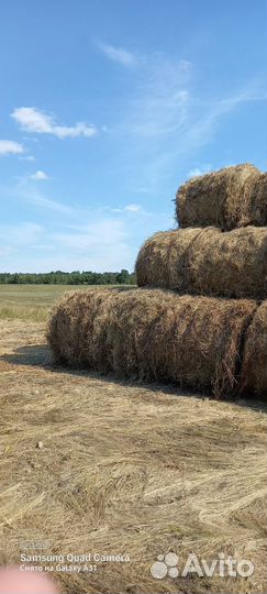 Сено в рулонах 2022