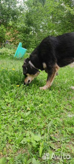 Собаки бесплатно в добрые руки