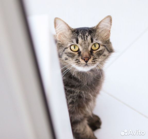 Котики Пушок и Сёма ищут дом