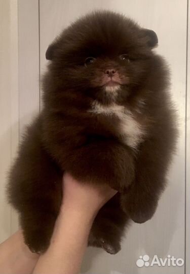 Шпиц мини девочка и мальчик бело крем