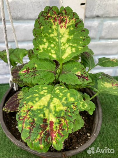 Колеусы из питомника растений