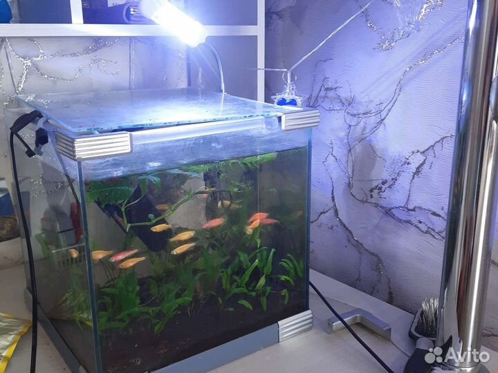 Аквариум с рыбками