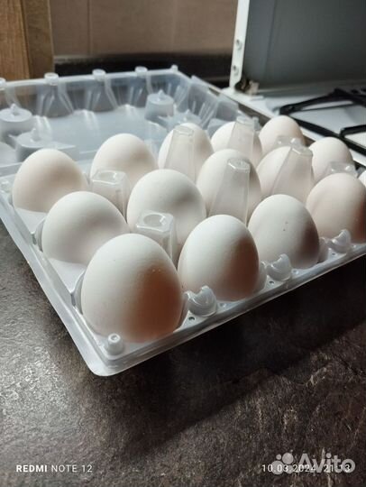Яйца перепелиные домашние