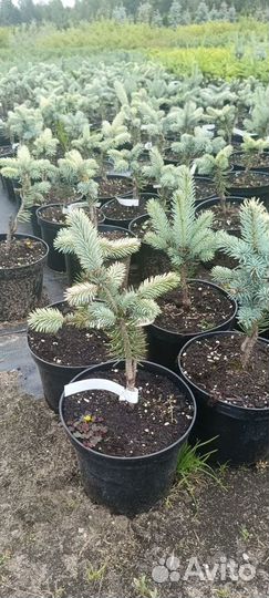 Ель Биалобок