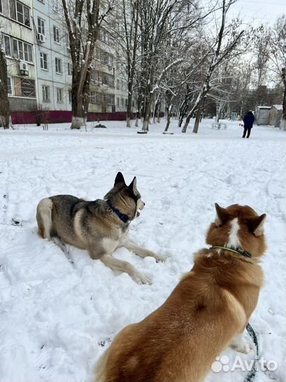 Кинолог зоопсихолог