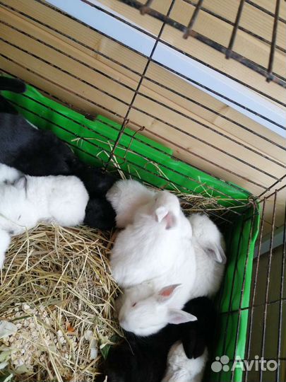 Кролики мясных пород