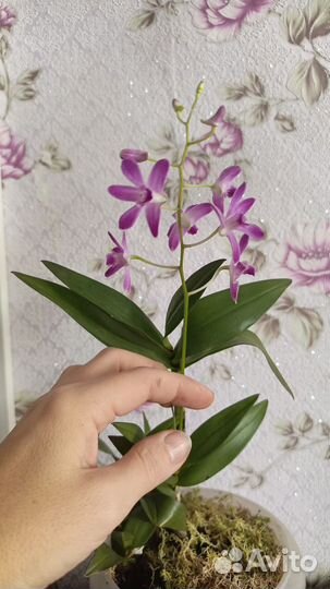 Орхидея