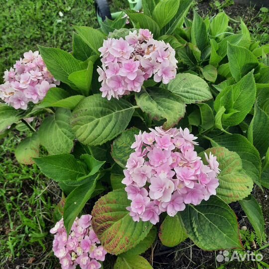 Укоренённые черенки гортензий