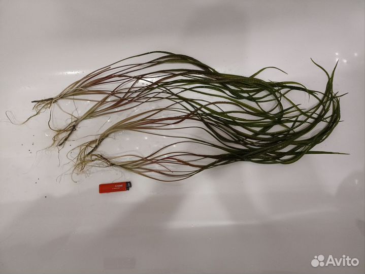 Аквариумные растения