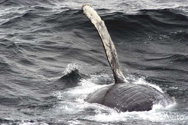Путешествие по Баренцеву морю за китами