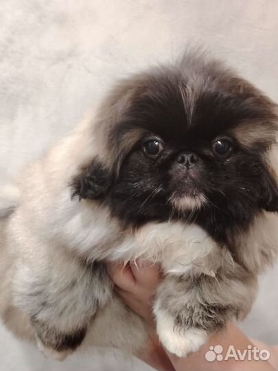 Пекинеса мальчик