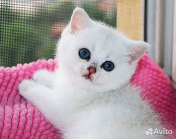 Котята серебристые британские шиншиллы