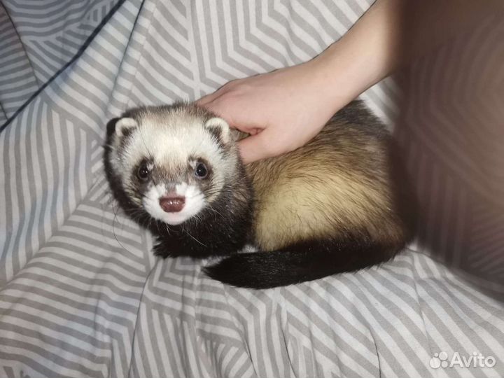 Хорек мальчик