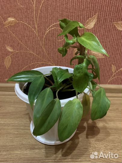 Филодендрон краснеющий