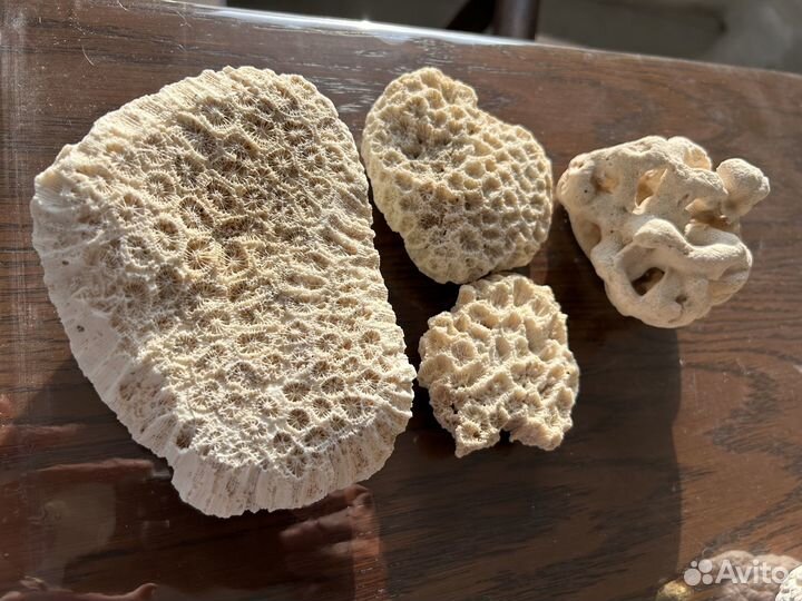 Морские кораллы