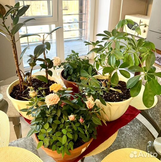 Комнатные цветы, розы из Леруа Мерлен