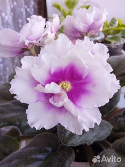 Сортовые фиалки