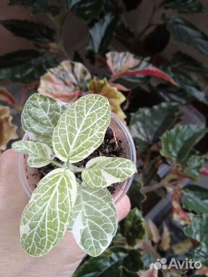 Фиттония Angel Snow гигант