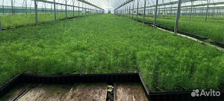 Саженцы сосны и ели окс от производителя