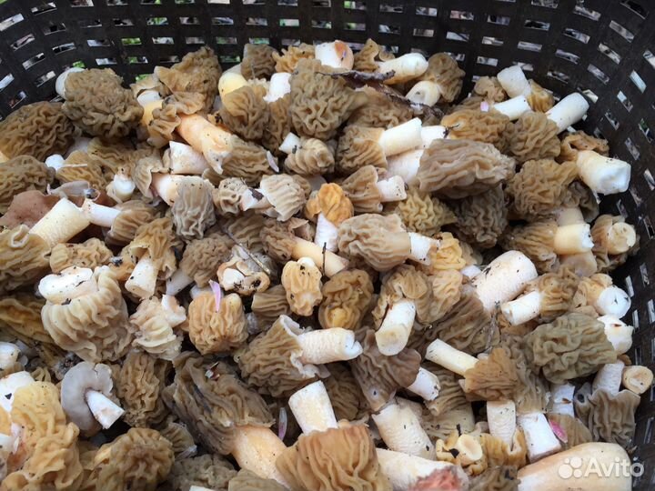 Грибы. Сморчки. Строчки