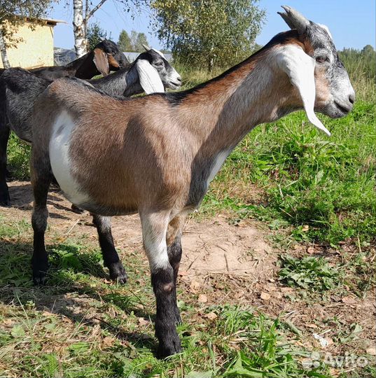 Козлик нубийский