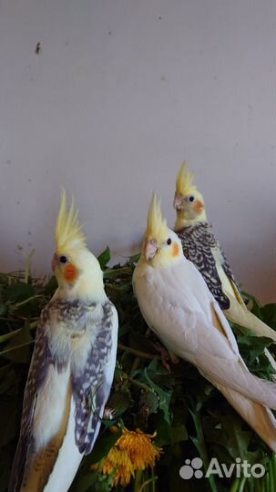 Попугай корелла птенец