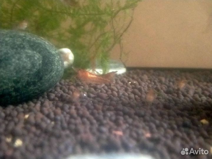 Аквариумные креветки вишня