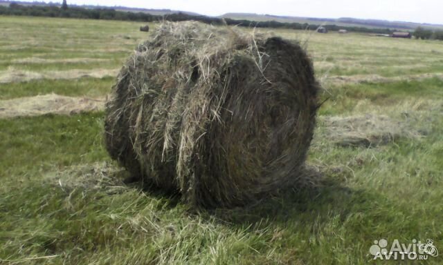 Сено в рулонах