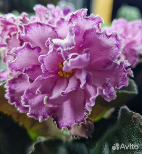 Сортовые фиалки комнатные цветы растения