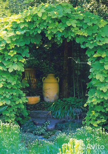 Хмель (вьюн)