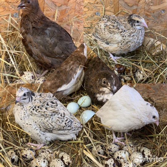 Инкубационное яйцо перепелиное