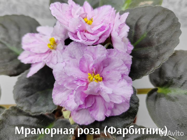 Фиалки свежий срез (наборы)