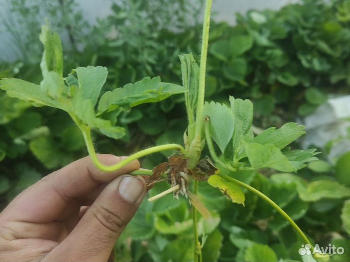 Рассада клубники квики